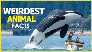 WEIRDEST ANIMAL FACTS | KILLER WHALES | JELLYFISH | OCTOPUSE | DUGONGS