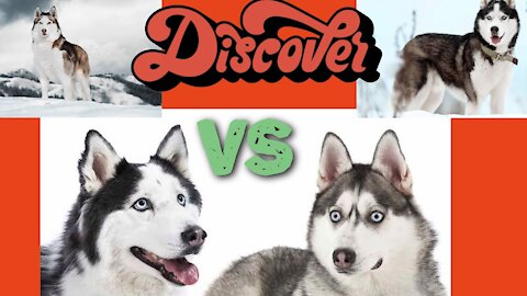 What do you know about Siberian Husky VS. Alascan malamute? \ What's the difference?