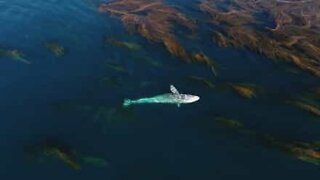 海藻の間を泳ぐ巨大なヒゲクジラ