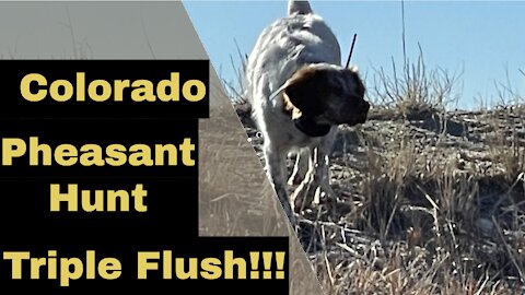 Pheasant Hunting TRIPLE FLUSH! February 7, 2021