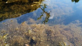 Baby fish in river. #fish #nature #mpumalanga