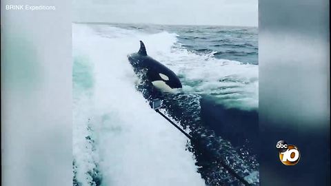 Orcas swim with boat off San Diego coast