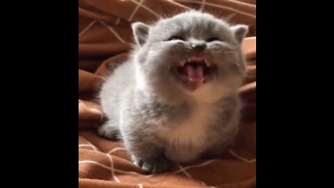 Funny Cats Video #7 😹 😹😹 - Cute Cats and Baby Kittens To Keep You Smiling and Laughing ❣️❣️❣️