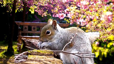 Heart-Warming Squirrel Does Plank Jacks for a Serious Core and Cardio Exercise