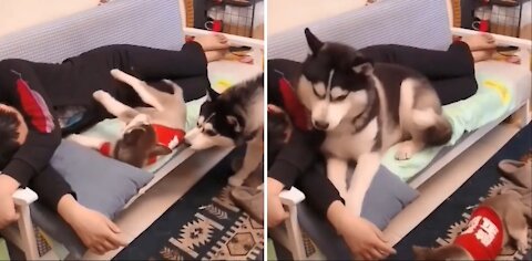 This Husky Just Want To Be With Her Daddy At Any Cost