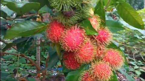 rambutan tree