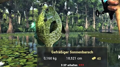 Fishing Planet Folge 577 Quanchkin Lake Welse und gefräßiger Sonnenbarsch