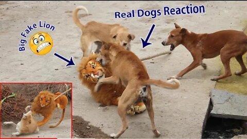 Fake big lion prank dog video 2022 😂😂