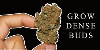 Practical Tips For Growing Denser Buds