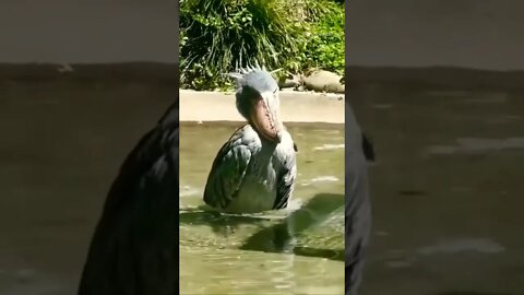 Tranquilidade do Shoebill....(Full video)👇