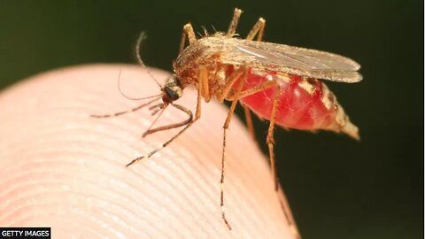MALARIA: US Health Alert Over Cases in Florida and Texas