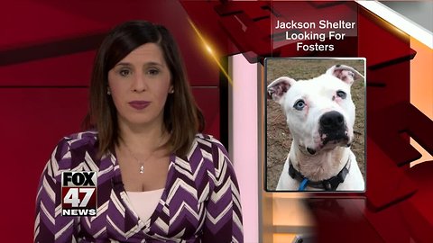 Jackson shelter looking for fosters