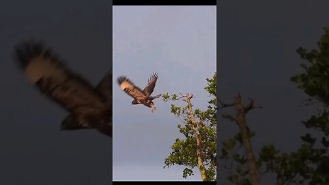 A Buzzard #birds #birdsofprey #animals #wildlife #new #shorts #shortsvideo #shortsfeed #subscribe