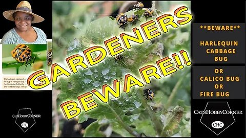 #BEWARE #harlequins #cabbage #garden #bugs - #catshobbycorner