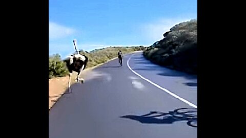 Funny Ostrich chasing cyclist 🚴 on the road