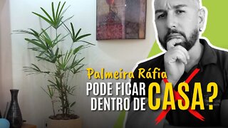 Palmeira Ráfia pode ficar dentro de casa? Dicas de decoração