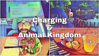 Charging and Animal Kingdom