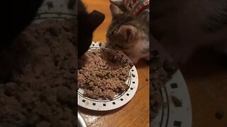 Kittens Christmas Meal