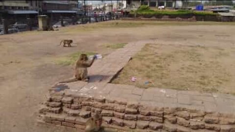 Macaco rouba garrafa d'água de turista na Tailândia