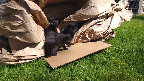 Kittens fearful of their first encounter with grass