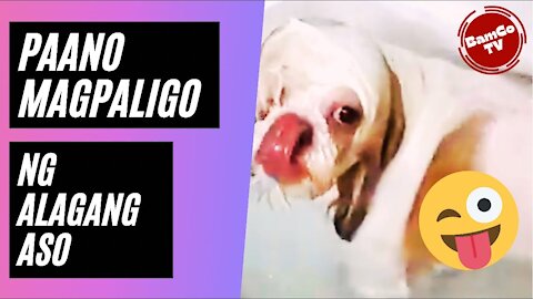 How to bathe your dog Shih Tzu | #BAMCOTV Vlogs