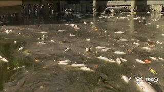 Clusters of dead fish spotted in Sanibel canal