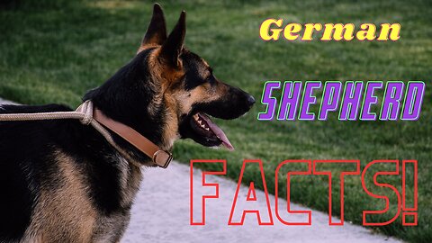 German Shepherds: Ten Facts You Didn't Know