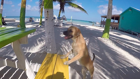 Dogs Of The Caribbean - This Tropical Island Is Overrun With Cute Dogs