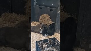 Rabbits huddle together for dinner