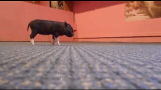 Mini pigs bounce around the house