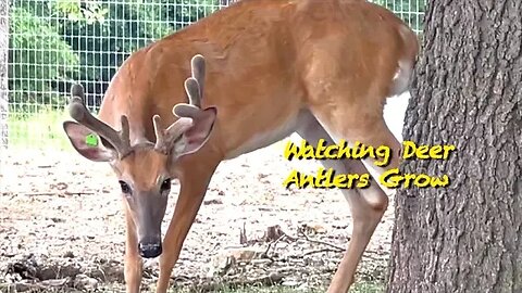 Rapid Antler Growth! Giant Bucks! June 30th