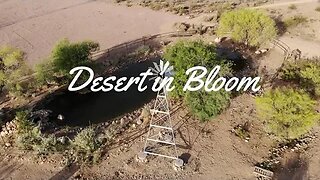 Desert in Bloom White Tank Mountains - Arizona
