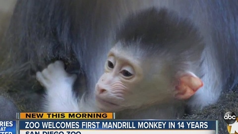 Zoo welcomes first Mandrill monkey in 14 years