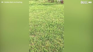 Goat makes the most hilarious sounds!