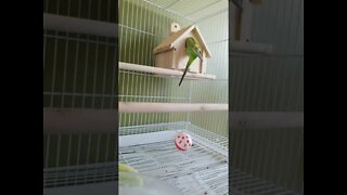 Budgies Peek A Boo! 💖 #shorts #youtubeshorts #budgies #funny #animallover