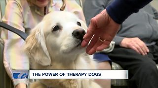 The power of therapy dogs, bringing smiles to countless faces