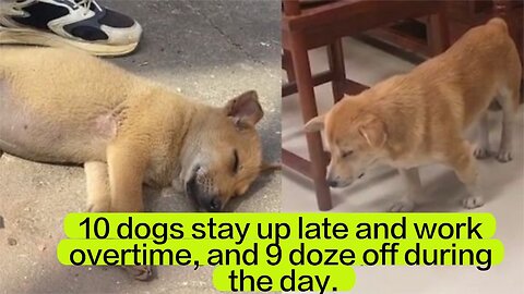 10 dogs stay up late and work overtime, and 9 doze off during the day.