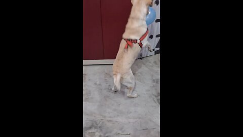 Dog playing with balloon