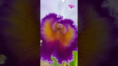 🥳🙌🏼MAGNIFICENT🙌🏼🥳 GLORIOUS Cattleya Dinard 'Blue Heaven' in Spectacular Bloom #ninjaorchids #shorts