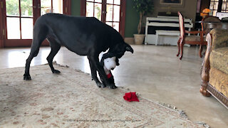 Playful Great Dane Has Fun Undressing Her Snoopy Stuffie Toy