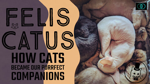 Ep8. Felis Catus - How cats became our purrfect companions | The World of Momus Podcast