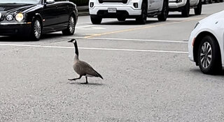 Goose lost in the street