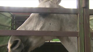 Horses take refuge at Boulder County Fairgrounds as Calwood Fire burns nearby