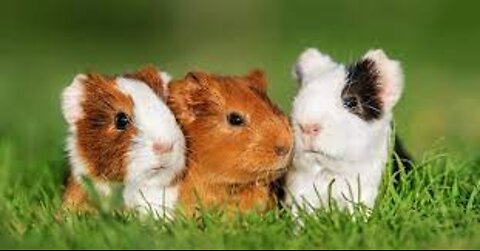 Guinea pig friends enjoying the soothing sound of rain