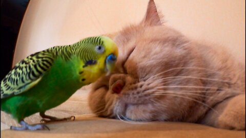 Sleeping cat puts up with pestering parrot