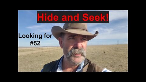 LOST Cow | Hide and Seek on the Ranch | Searching for #52