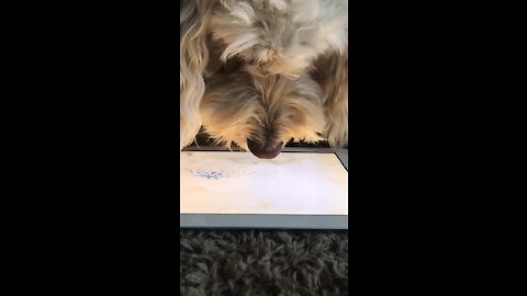 Bored dog in quarantine can't stop playing games on tablet