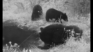 Bear Bath, August 25 - Sept. 9