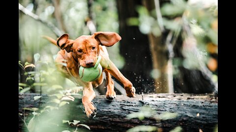 Adorable dog patiently waits for a new toy