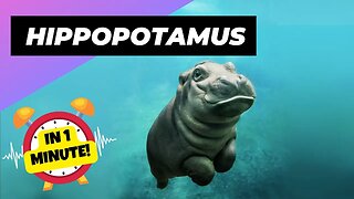 Hippopotamus - In 1 Minute! 🦛 One Of The Tallest Animals In The World | 1 Minute Animals